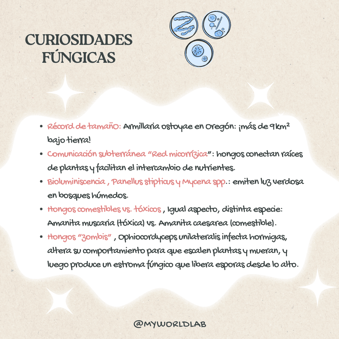 Infografía de curiosidades fúngicas - 1
