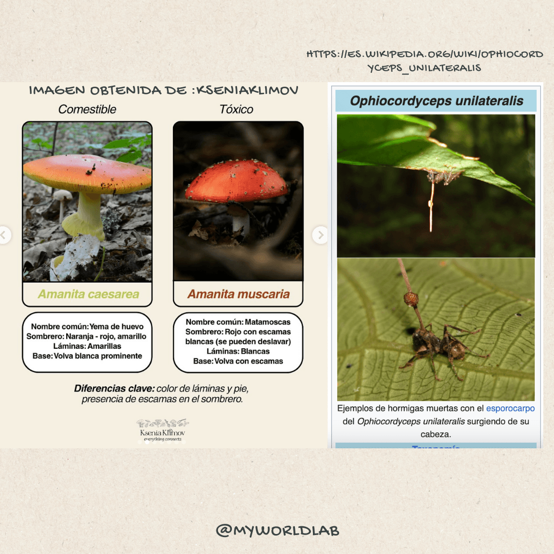 Infografía de curiosidades fúngicas - 1