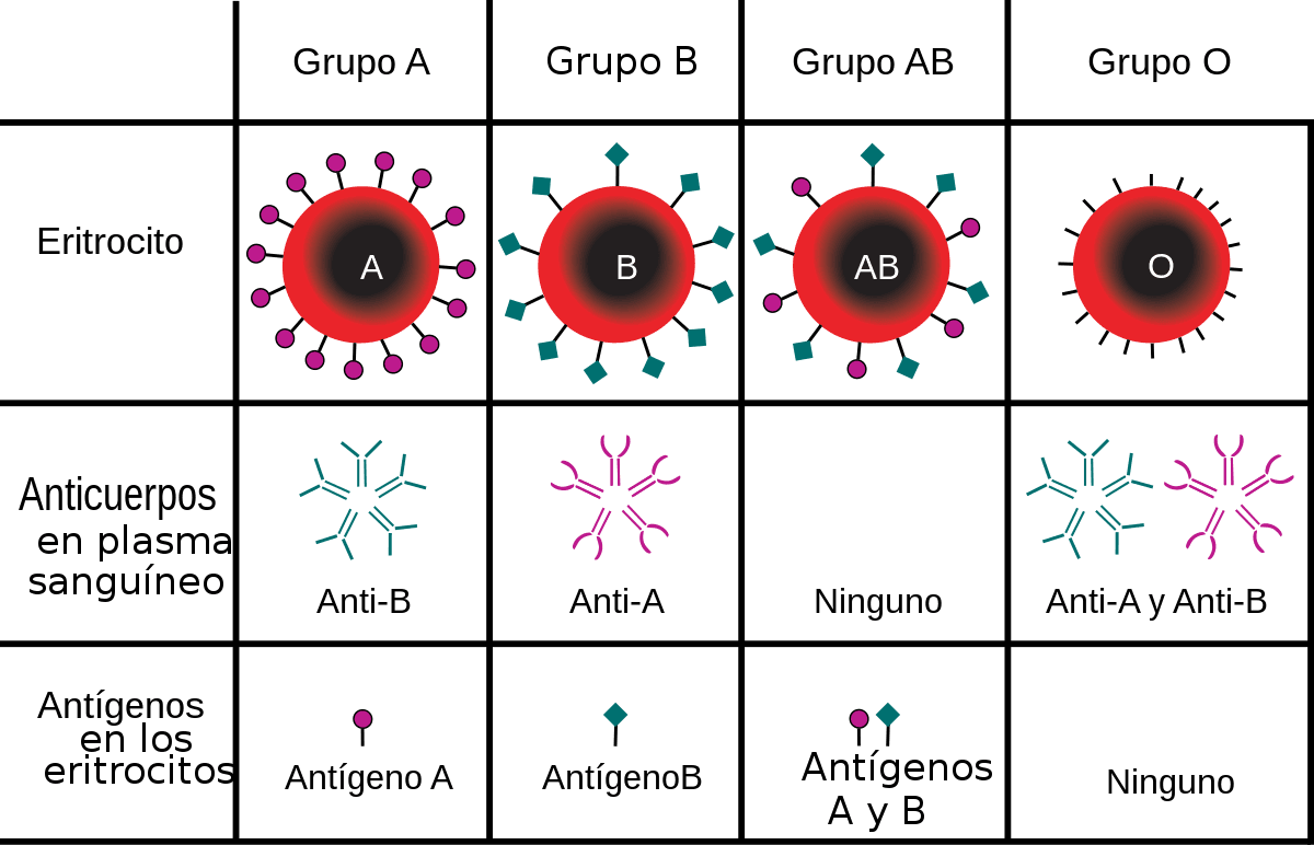 ABO_blood_type-es.svg.png