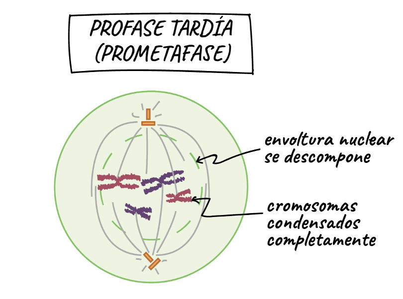 IMAGEN 2 PROFASE.png