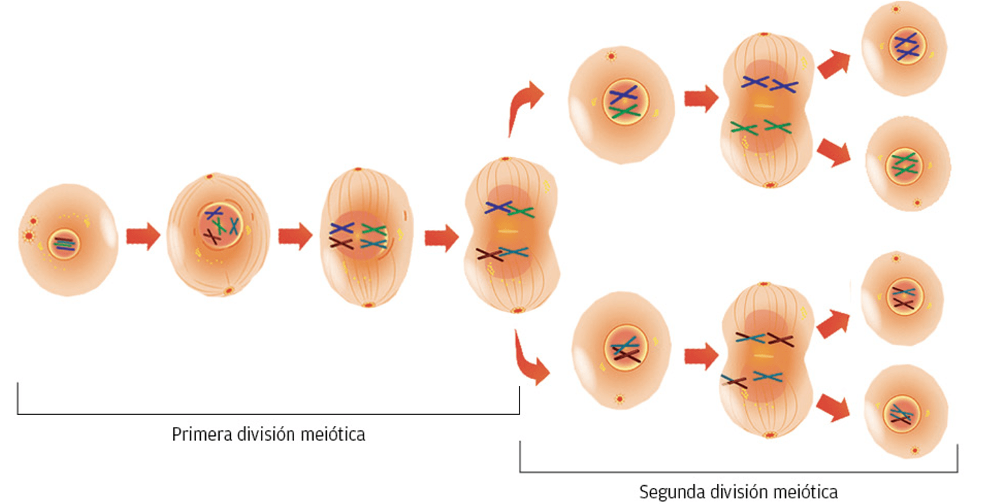 MEIOSIS.png