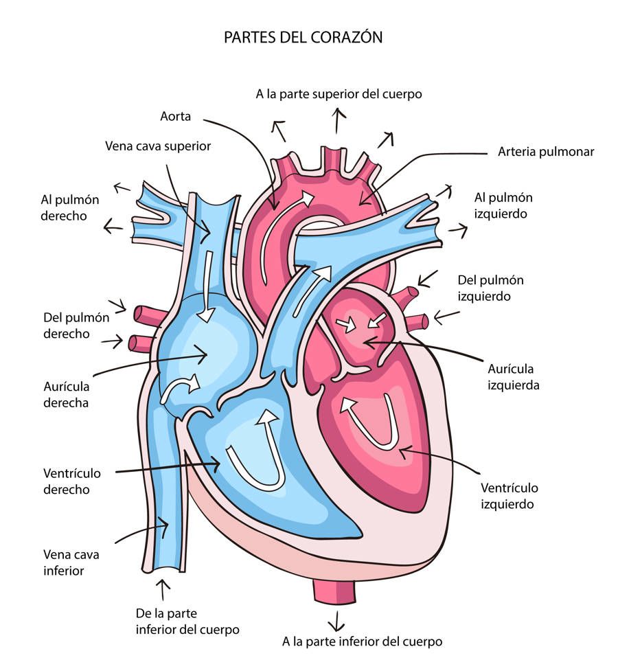 partes-del-corazon_6e32d27d_230524124355_900x961.jpg